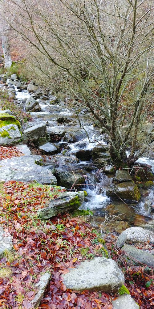 Free Tranquil forest creek cascading over rocks with autumn foliage and mossy accents. Stock Photo