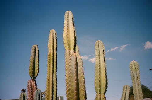 Gratis lagerfoto af blå himmel, kaktus, ørken