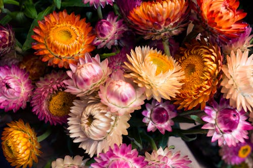 Assorted-color Petaled Flowers
