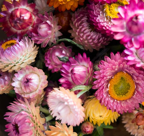 Photographie En Gros Plan De Lot De Fleurs à Pétales Multiples Violet Et Blanc