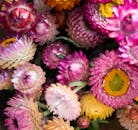 近距离捕捉大自然的美丽，欣赏盛开的永恒花朵的丰富多彩展示