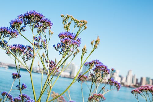 免费 紫色花瓣花的选择性焦点照片 素材图片