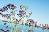 在圣地亚哥的天际线映衬下，清澈的蓝天下盛开着充满活力的熏衣草