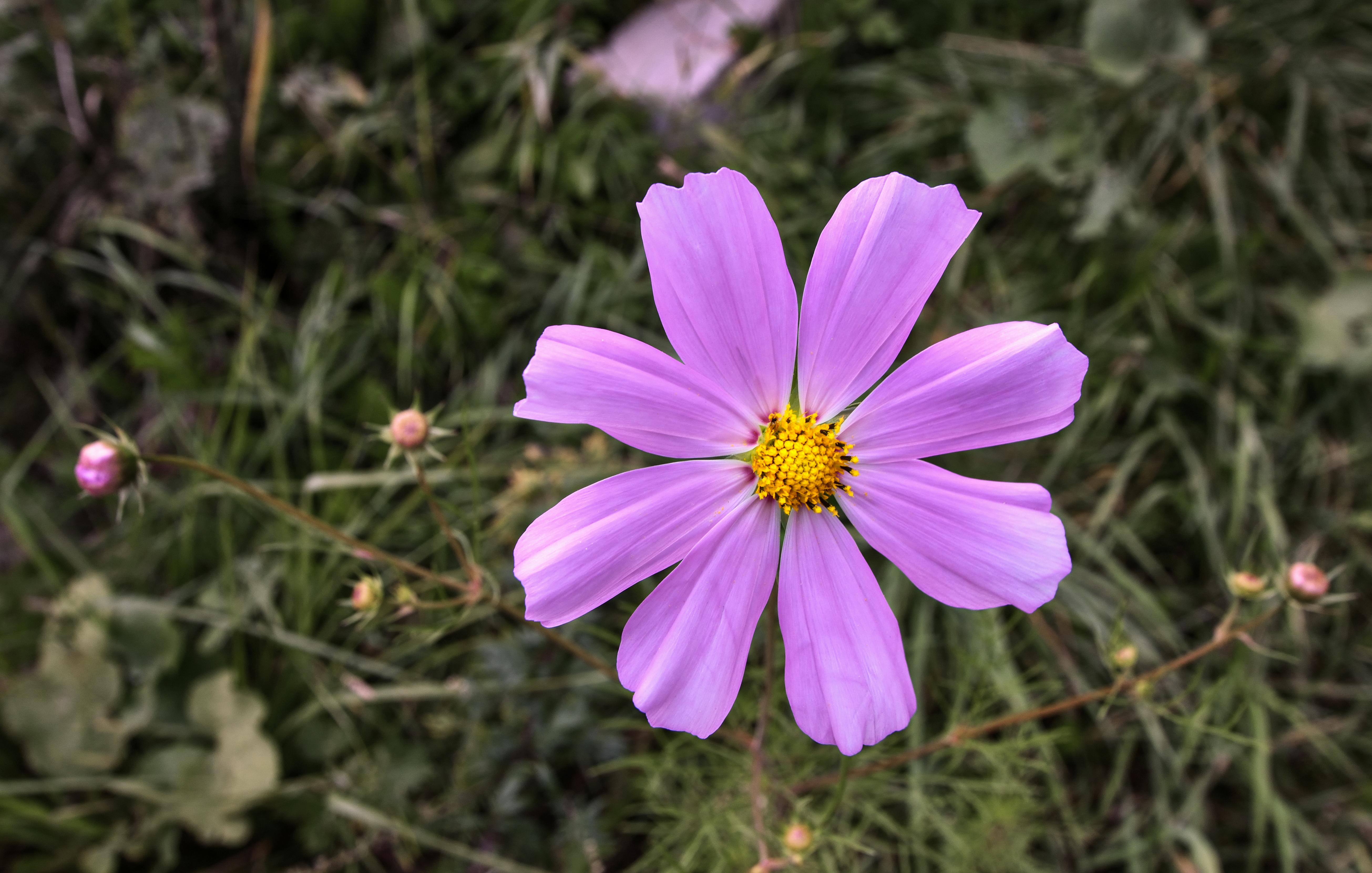 Макрофотографии