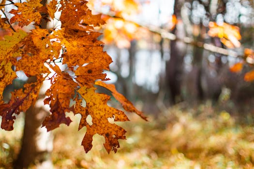 Close-up of orange maple leaves with blurred forest background, showcasing autumn's beauty.