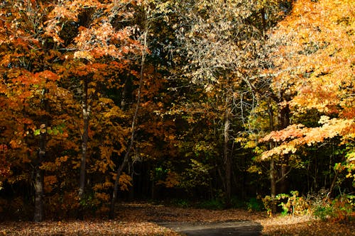 Gratis lagerfoto af efterår, efterårsfarver, nedfaldne blade