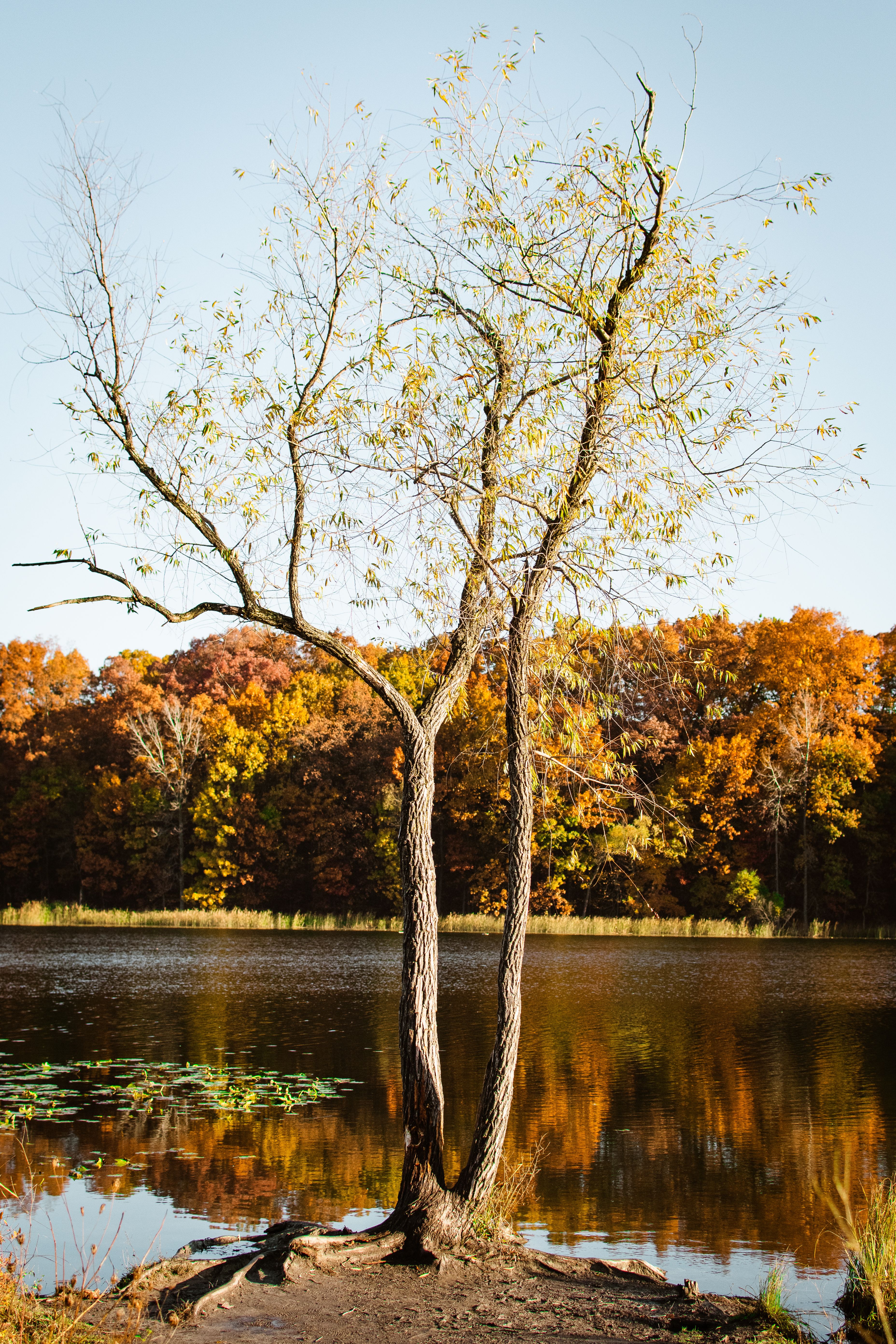 Tree Beside the Body of Water · Free Stock Photo