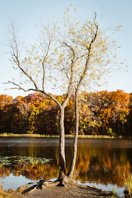 Gratis lagerfoto af blade, grene, himmel