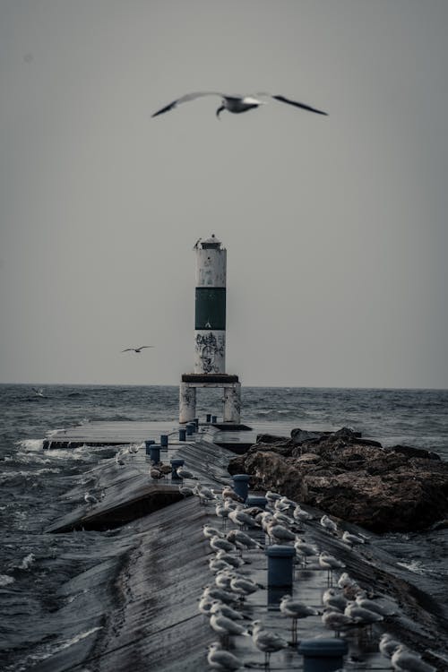 Grayscale Photo of Lighthouse on Breakwater with Seagulls