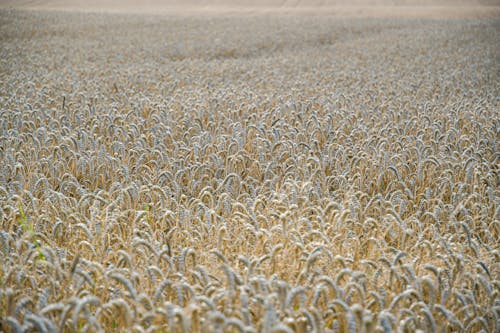 Free A Field of Wheat Waiting for Harvest Stock Photo