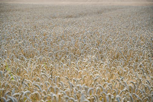 Kostenloses Stock Foto zu acker, ackerland, außerorts