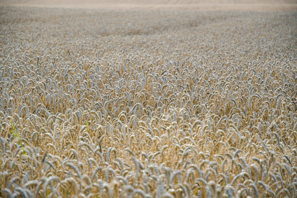 A Field of Wheat Waiting for Harvest