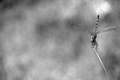 Grayscale and Selective Focus Photography of Dragonfly Perching on Twig