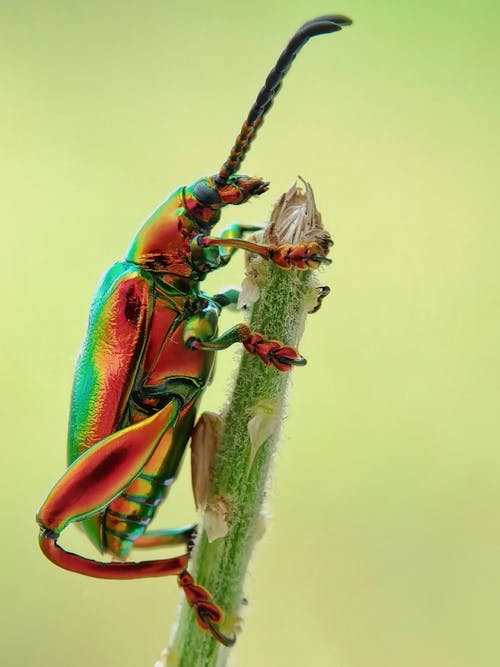 Escarabajo Joya En La Rama De Un árbol