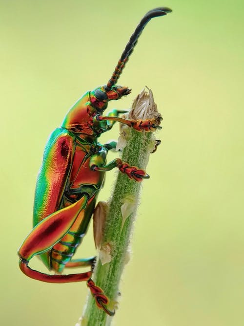 Jewel Beetle on Tree Branch