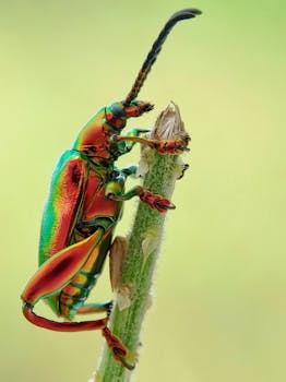 Close-up image of a brilliantly colored beetle on a stem, showcasing vivid details.