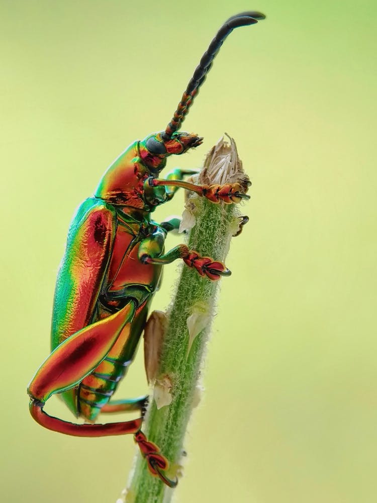 Jewel Beetle On Tree Branch