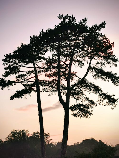 Free Tall Trees in the Forest Stock Photo
