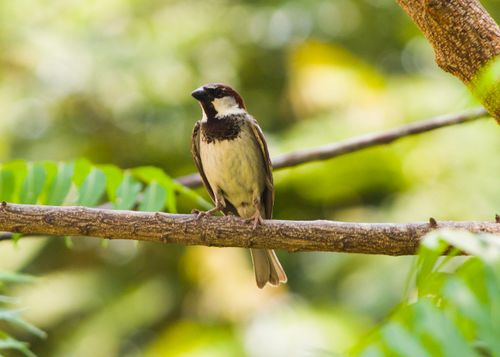 Free Close-up of a house sparrow perched on a branch amidst lush green foliage, highlighting its plumage. Stock Photo