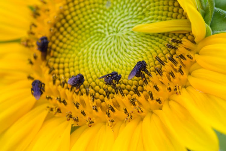 Carpenter Bees On A Sunflower