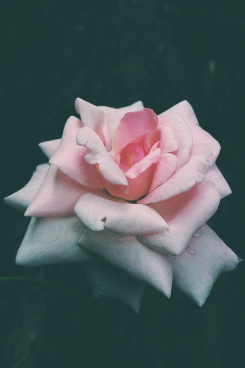 Close-up Photo of a Pink Rose