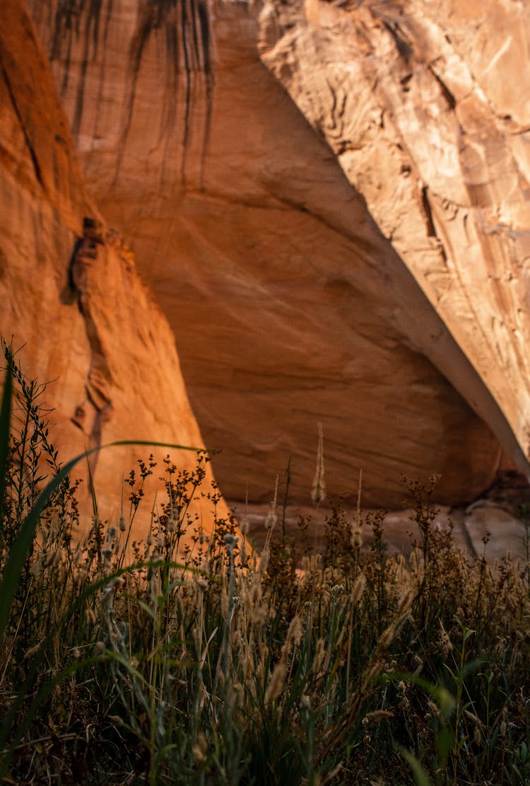 Plants Growing Near Sandstone Cave