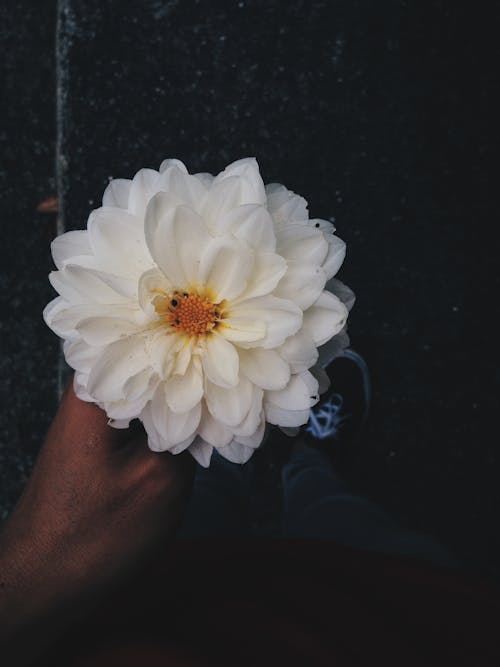 Kostnadsfri bild av blomma, dahlia, handplockad blomma