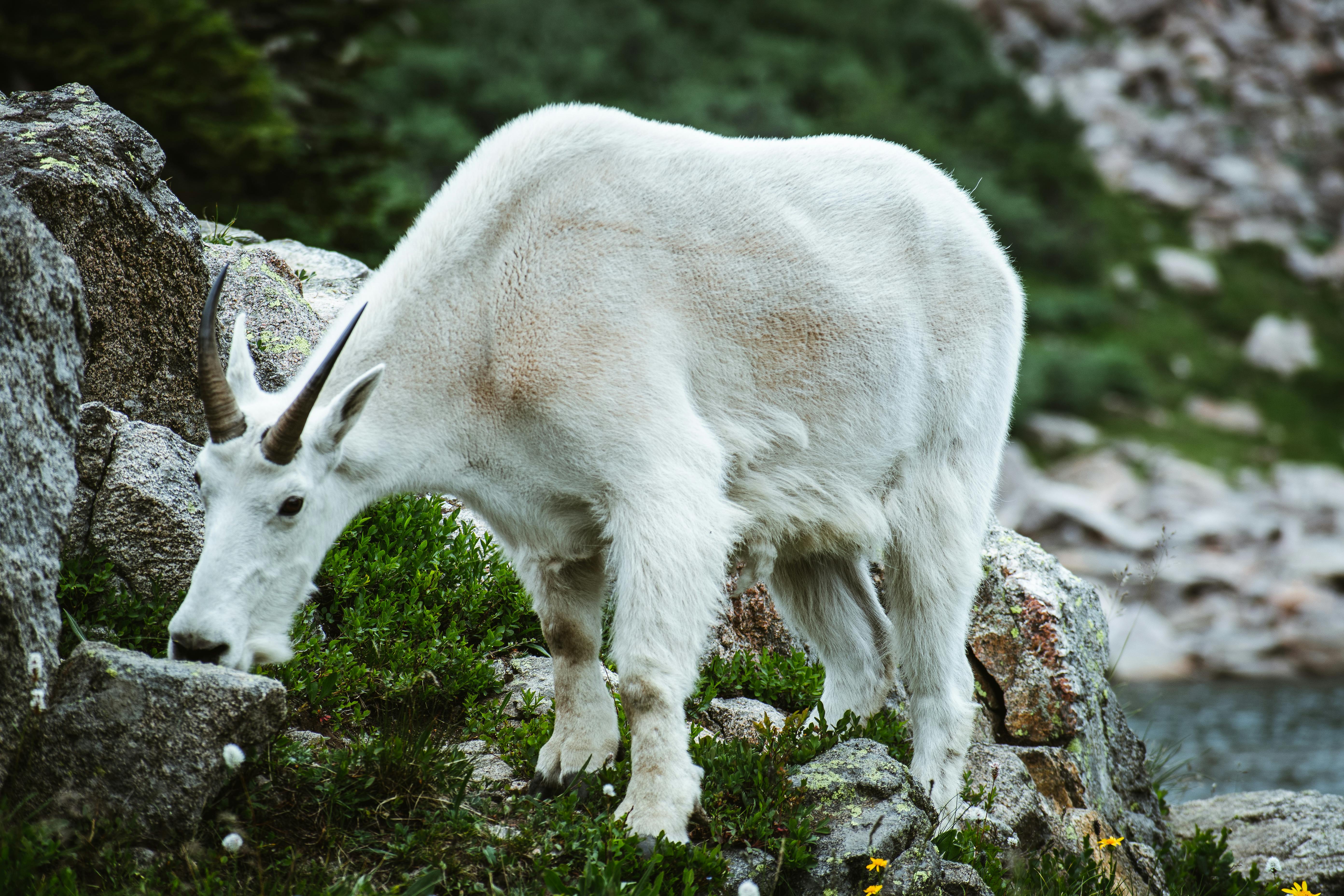 Gratuit Photos gratuites de animal, animal de pâturage, animaux Photos