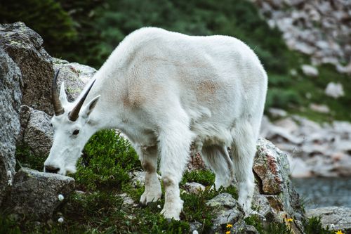 Free A mountain goat with horns grazes on lush greenery amidst rocky terrain in a natural setting. Stock Photo