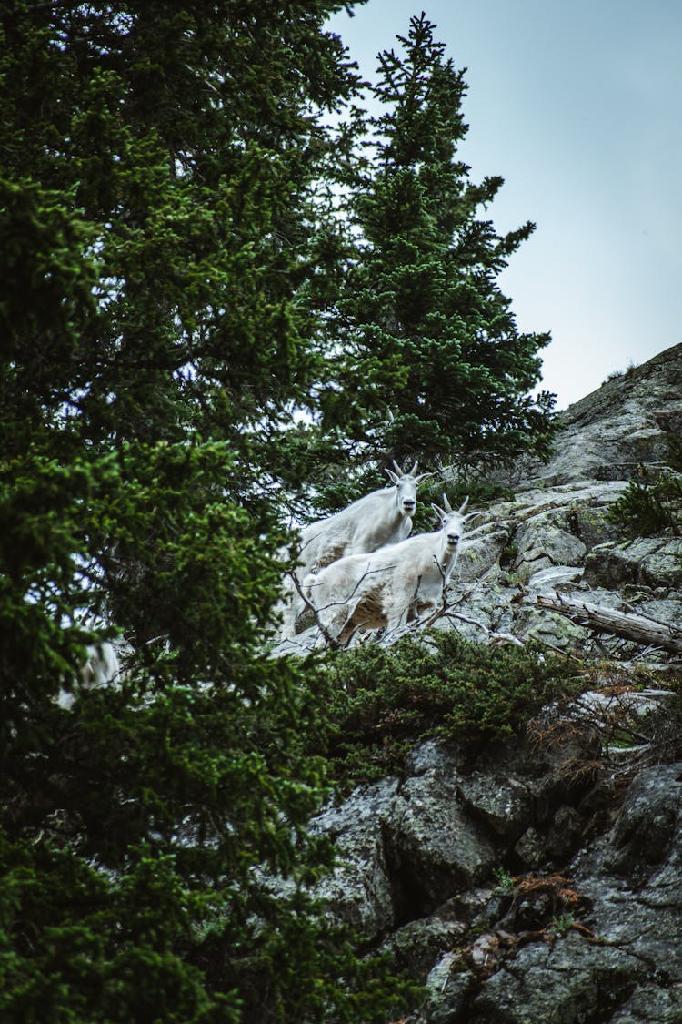 White Goats On Mountain