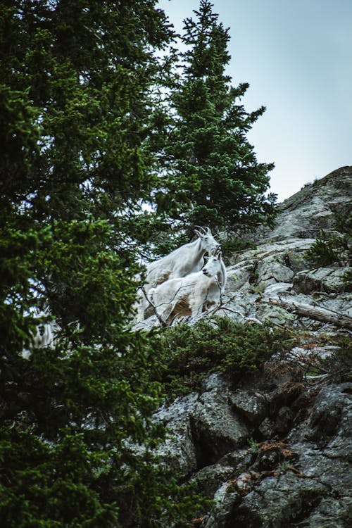 Mountain Goats on Rocky Mountain