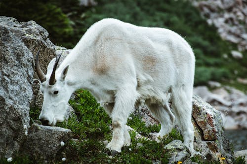 White Goat on Rock Formation