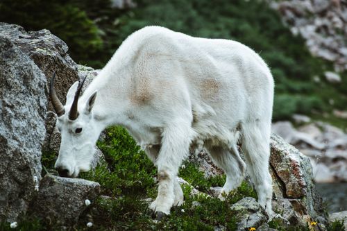 Free Close-up of a white goat grazing on rocky terrain in a mountain environment. Stock Photo