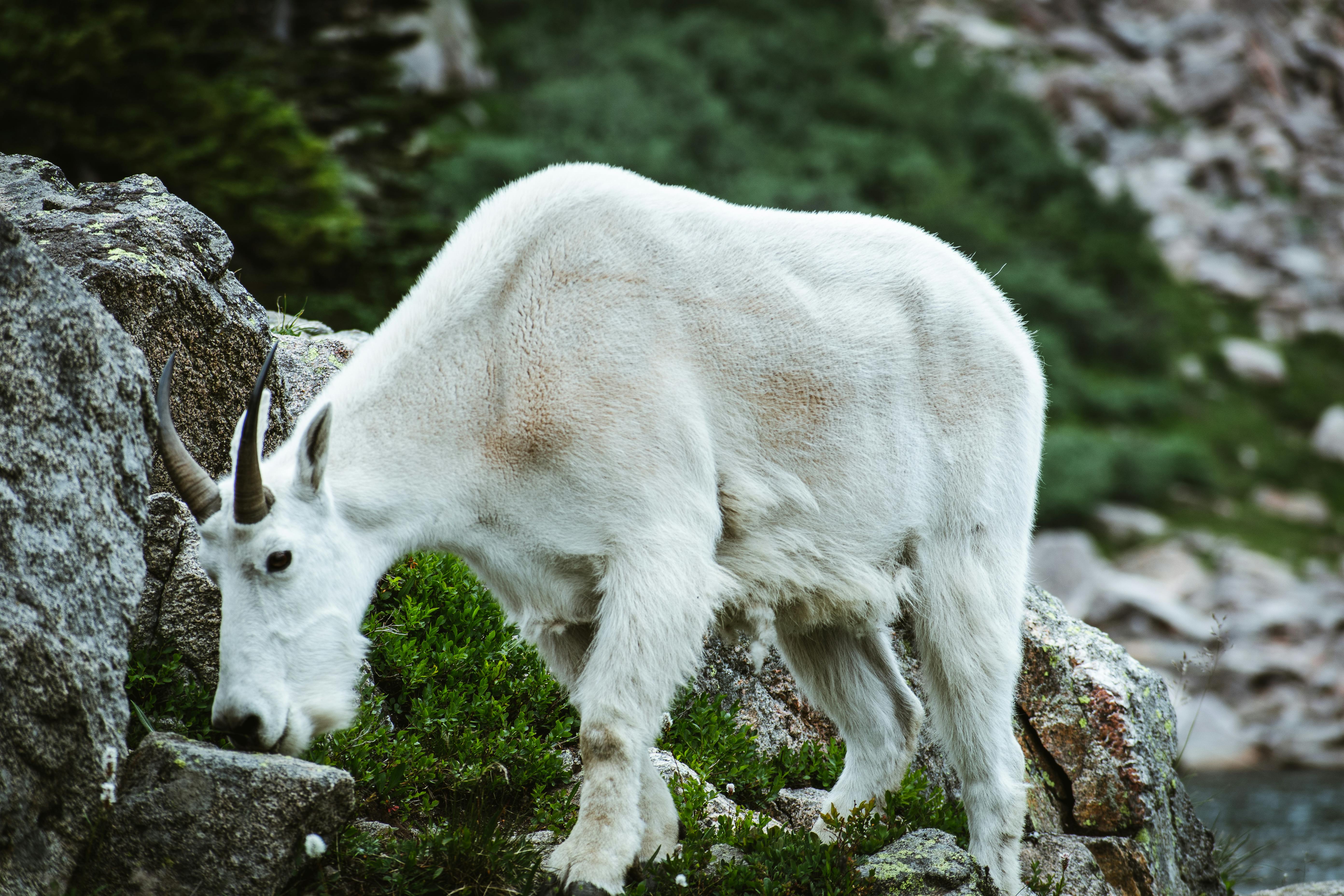 Big Horn Outdoor Adventure Show - Spokane and North Idaho community calendar - The Spokesman — Photo by Harrison Fitts on Pex