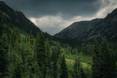 山岳, 暗雲, 木の無料の写真素材