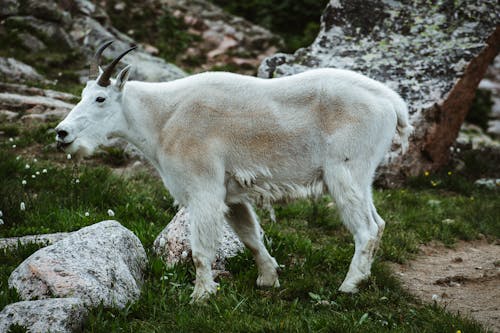 Free A Mountain Goat Stock Photo