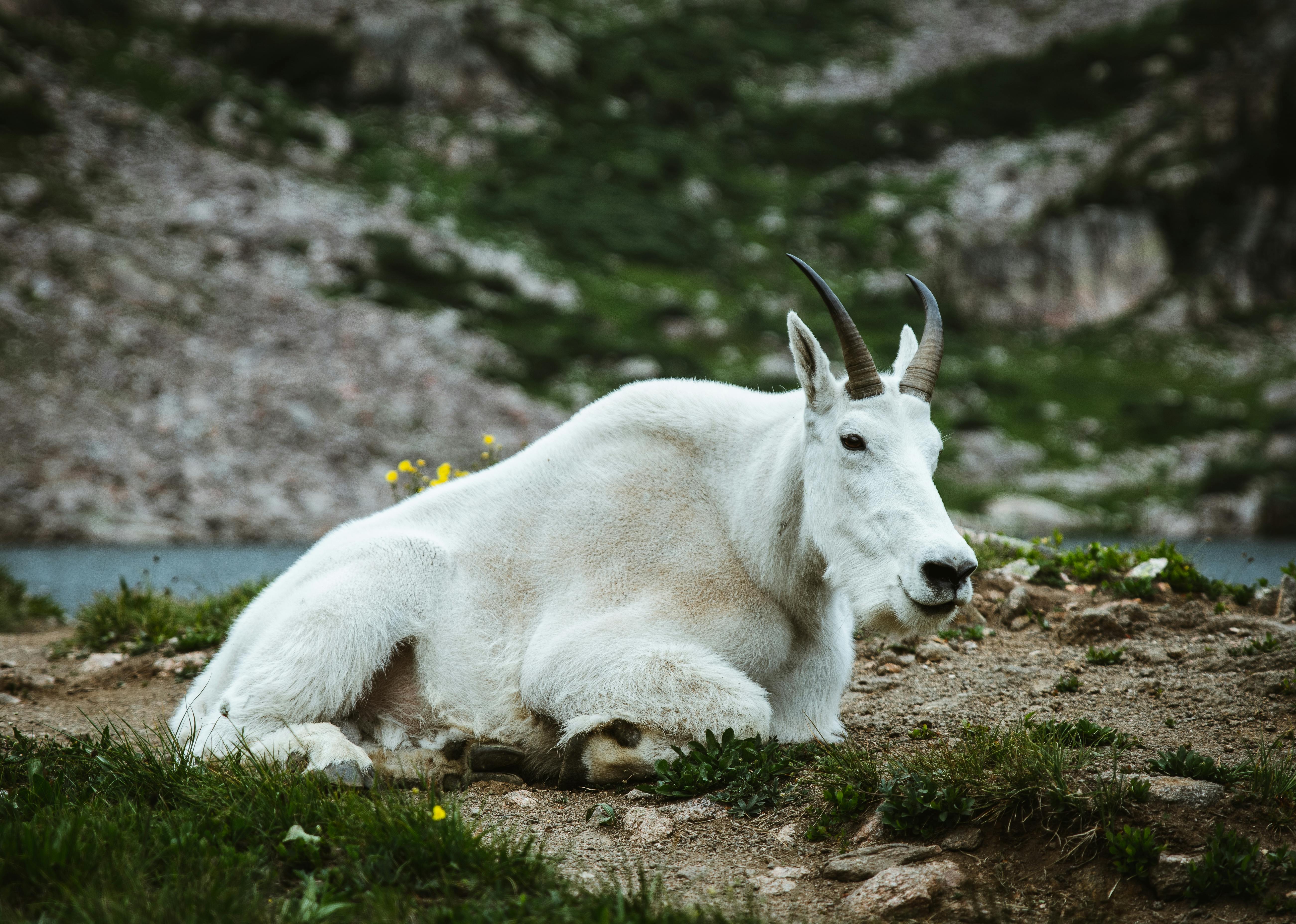 grátis Foto profissional grátis de alpino, ambiente natural, animais selvagens Foto profissional