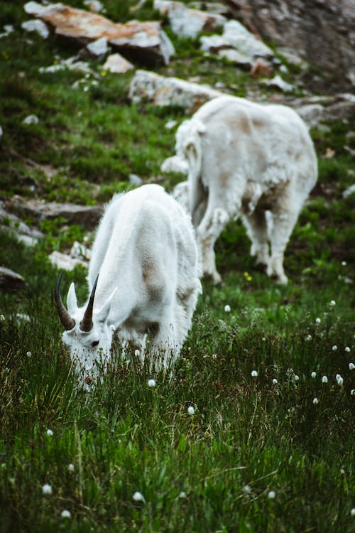 A Mountain Goat Eating Green Grass