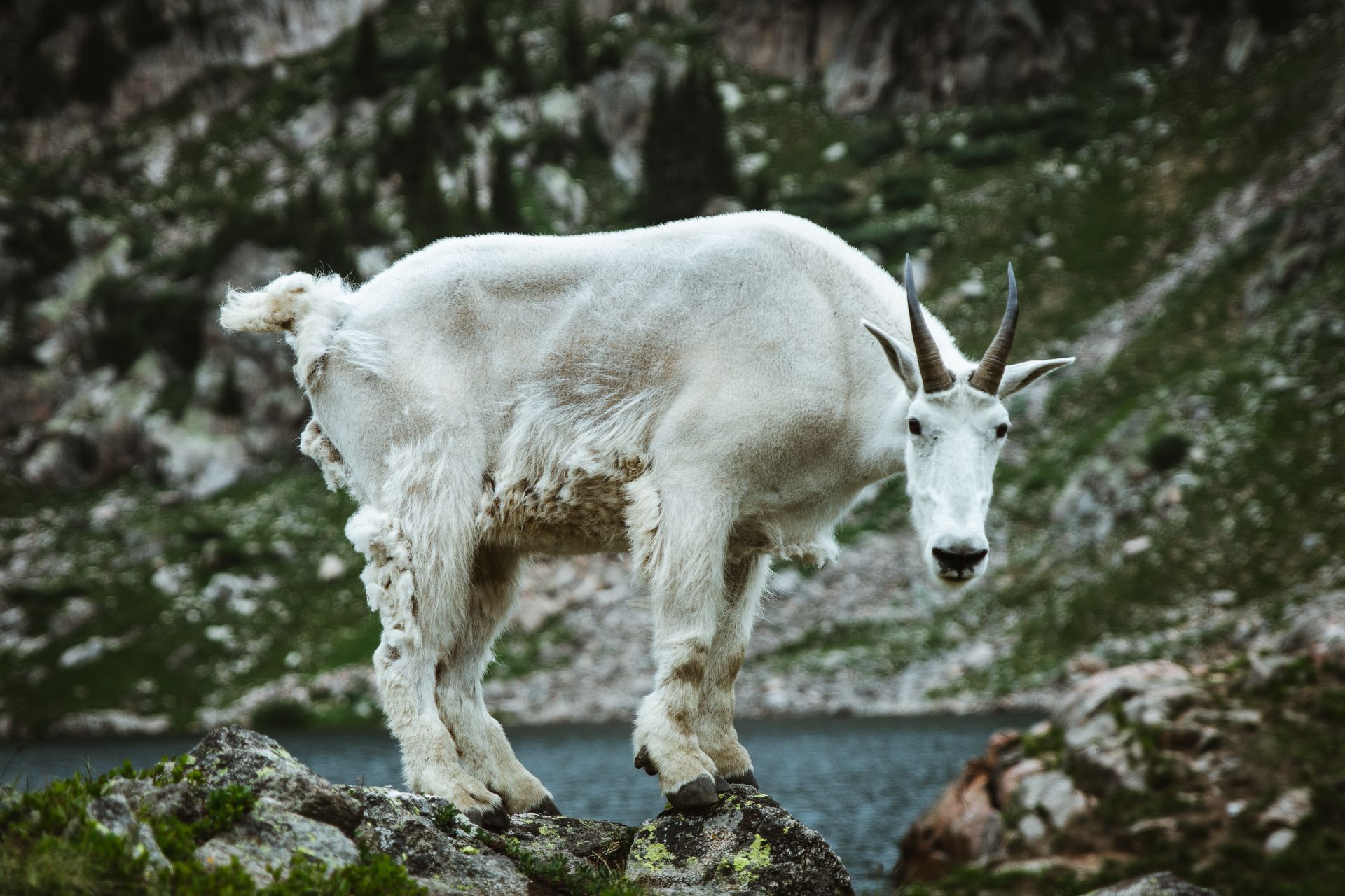 A majestic mountain goat standing on rocky terrain, showcasing its natural habitat and striking white fur.