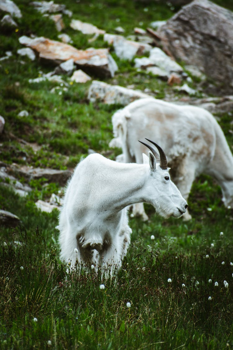 Mountain Goats Grazing