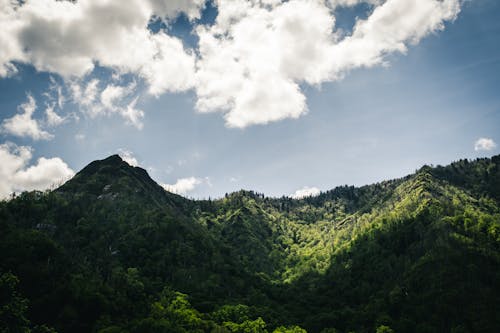 Fotobanka s bezplatnými fotkami na tému dažďový prales, divá príroda, hory