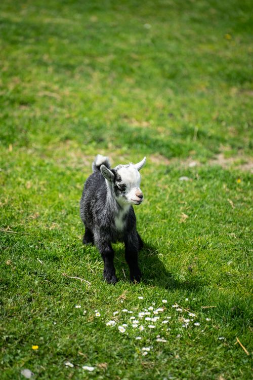 Free Cute baby goat standing on lush green grass, capturing a playful moment outdoors. Stock Photo