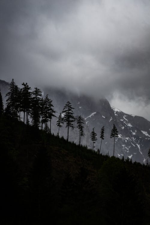 Silhouette of Trees on the Mountain