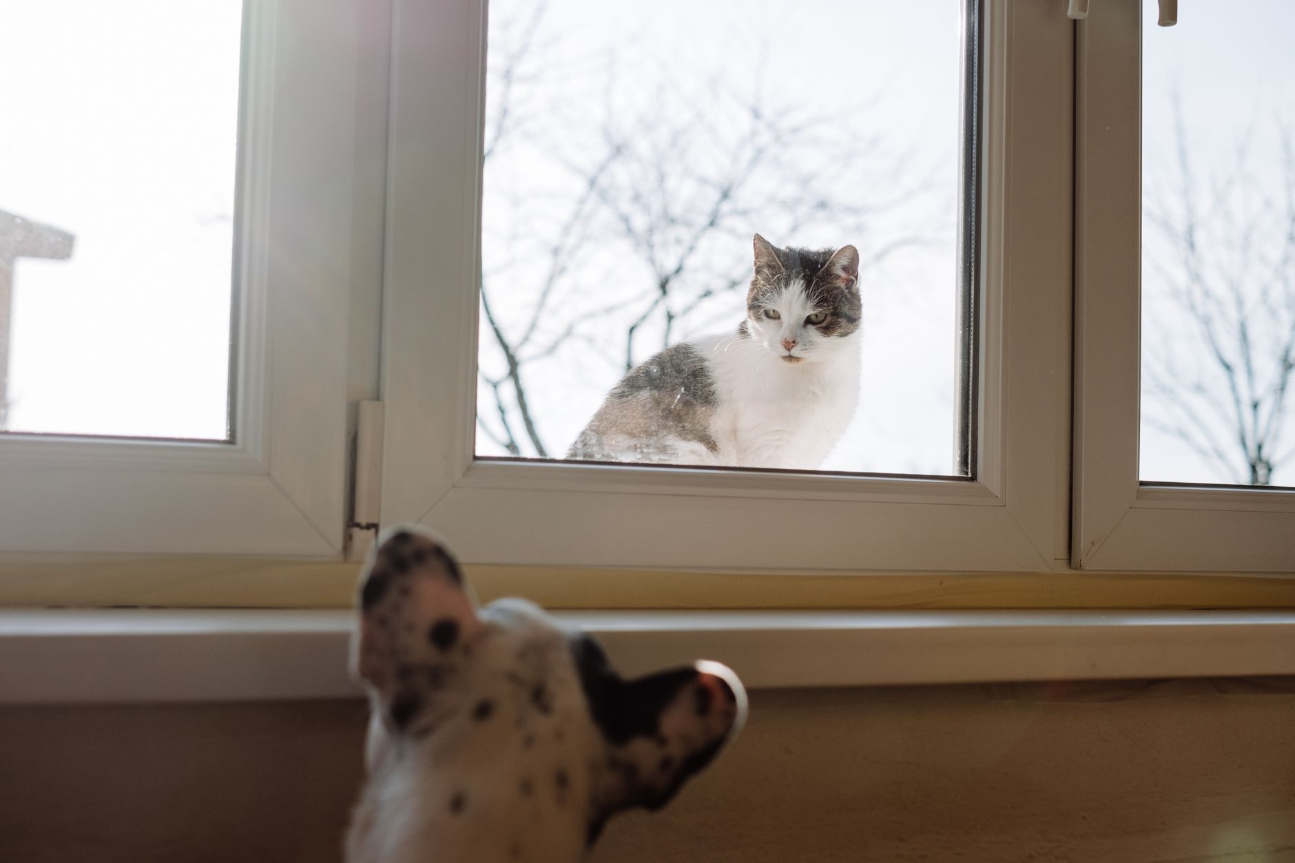 如何讓貓咪跟狗、兔子、倉鼠和平相處:步驟指南 A cat and a dog curiously observe each other through a glass window in Warsaw.