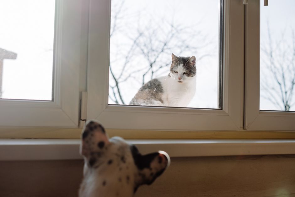 A cat and a dog curiously observe each other through a glass window in Warsaw.