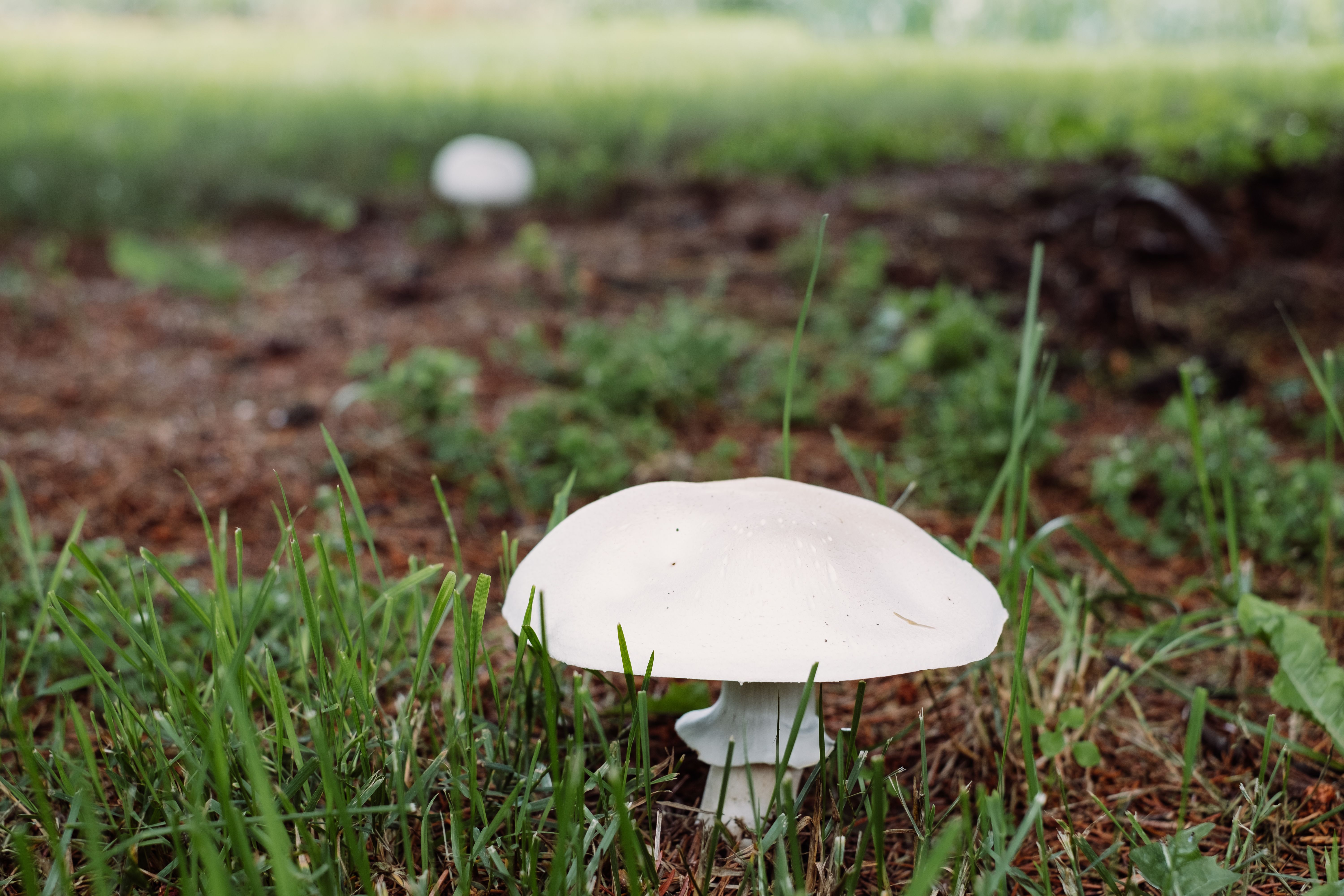 Free stock photo of champignon, mushroom Stock Photo