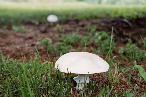 Free stock photo of champignon, mushroom