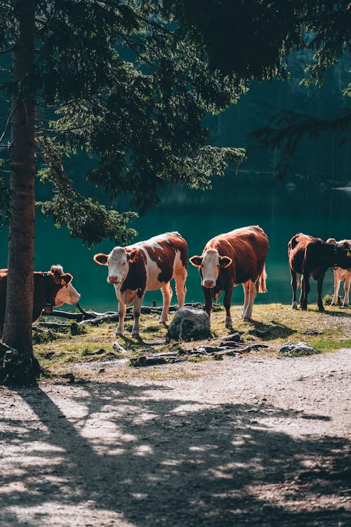 Kostnadsfri bild av boskap, däggdjur, djurfotografi