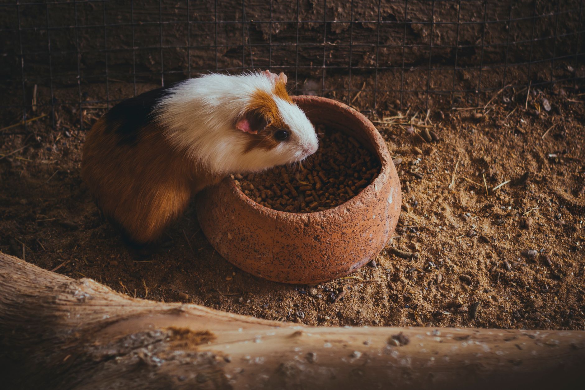 Best Grain-Free Guinea Pig Pellets (2026) – Expert-Recommended Nutrition for a Healthy, Happy Guinea Pig