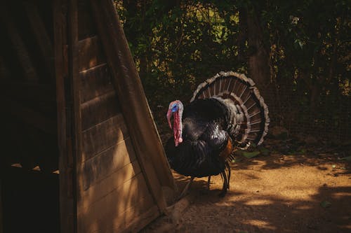 Foto stok gratis binatang, burung, fotografi burung